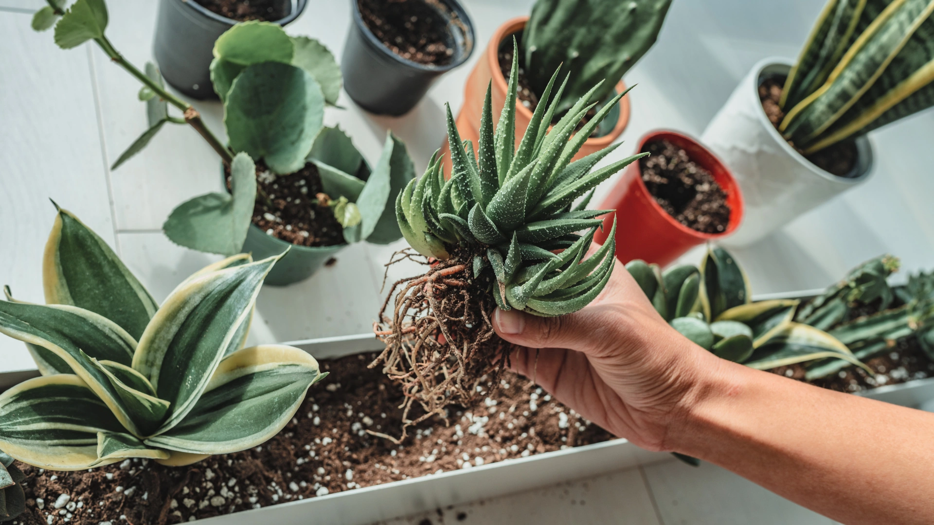 edible plants to grow in apartment