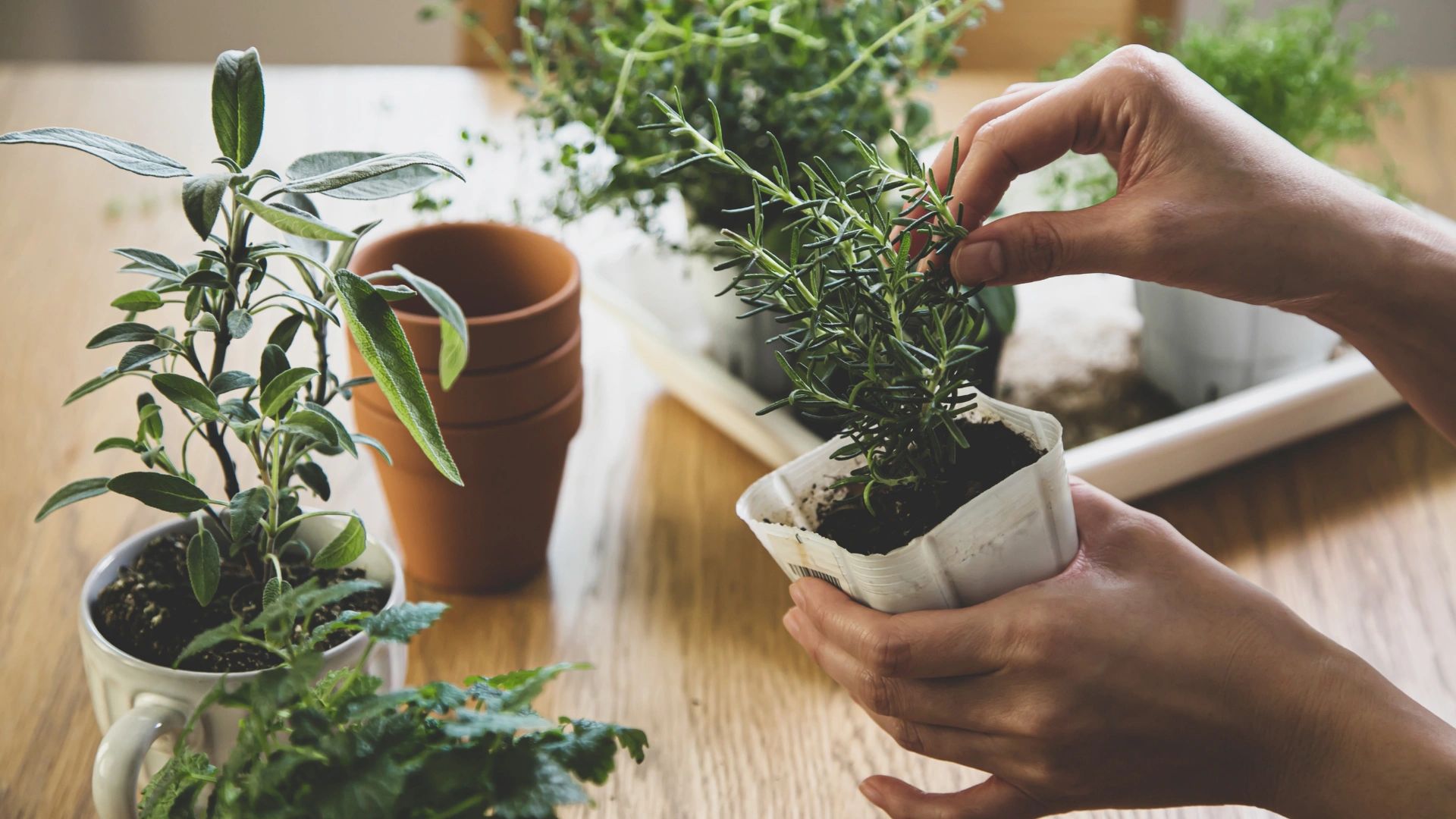 edible plants to grow in apartment
