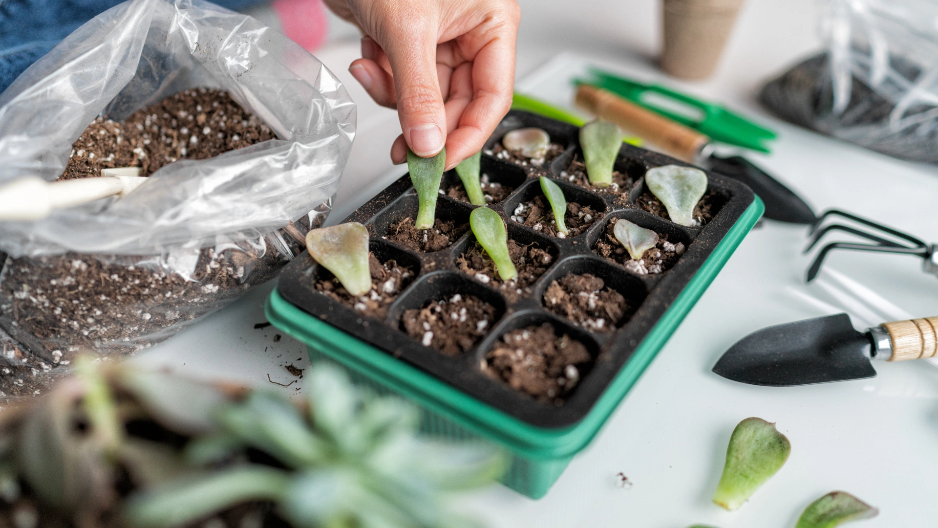 edible indoor plants apartment